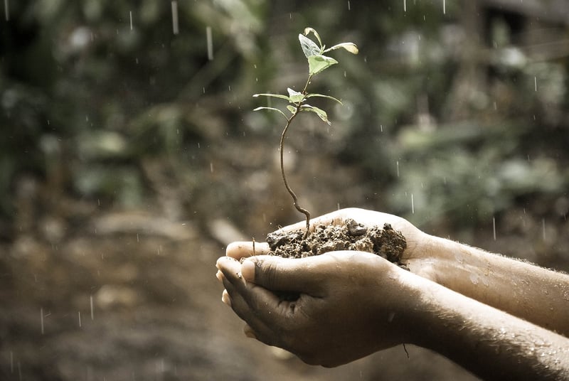 Seedling Care