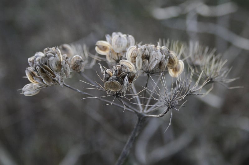 Seeds